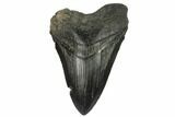 Bargain, Fossil Megalodon Tooth - South Carolina #124187-1